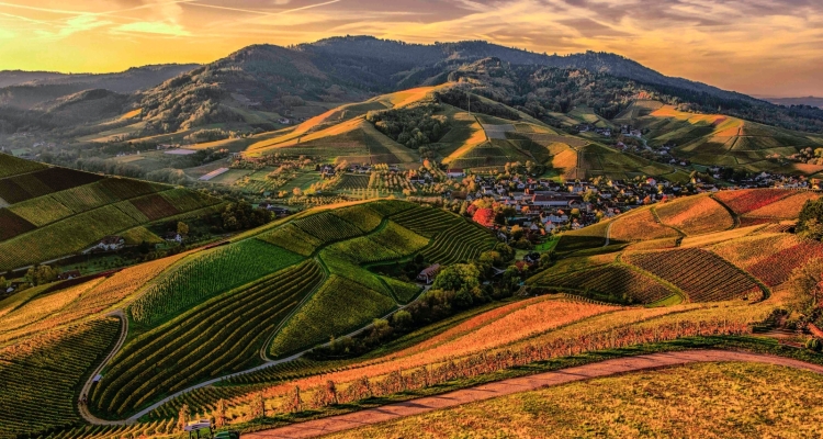 Lorem Ipsum has been the industry's standard